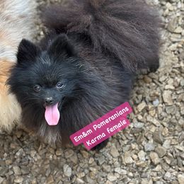Karma pet only - Black Pomeranian puppy in Kentucky from Em&M Pomeranians