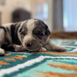 Missy - Blue merle female Border Collie puppy in New Mexico from Twisted Biscuit Border Collies