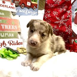 Border Collie and Jack Russell Terrier Puppies from CP FARMS BORDER COLLIES N JACKS CORP