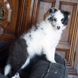 Rottweiler and Toy Shetland Sheepdog Puppies from Mountain High Kennels