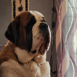 Duela - Saint Bernard