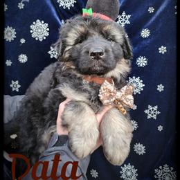 Data - Black and tan male German Shepherd puppy in Fort Jennings, Ohio from Von Holtzapple German shepherds