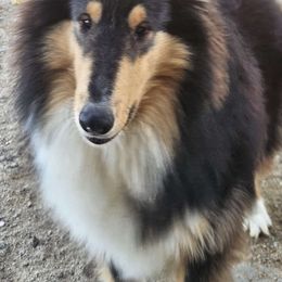 Kaslynkay's Path To The Darkside - Black white and tan Collie puppy in Lancaster, California from Kaslynkay's Collies