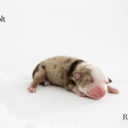Boy 1 - male Miniature Australian Shepherd puppy in Wooster, Ohio from Kari's Mini Aussies