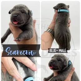 Scarecrow - Blue male Great Dane puppy in Sac City, Iowa from Northern Great Danes of Colorado & Iowa