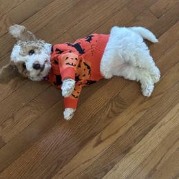 Cockapoo and Goldendoodle Puppies from Jax Doodles