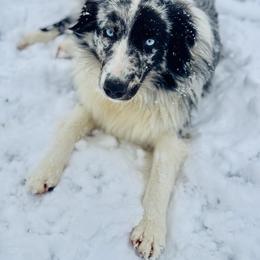 Sugar - Blue merle female Australian Shepherd puppy in Springfield, Tennessee from Sugar Camp Aussies
