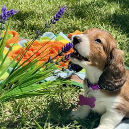Happy Cowgirl - Piebald female Dachshund puppy in Poetry, Texas from “Doxie Bliss” Meyerhaus Ranch
