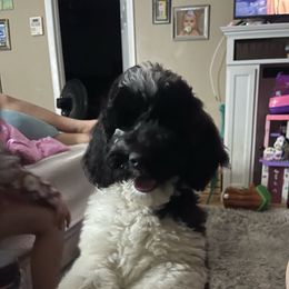 Henry - Parti Poodle puppy in Mulberry, Florida from We Have Parti Standards