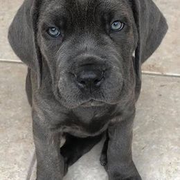 Cane Corso Puppies from MTZ Cane Corso