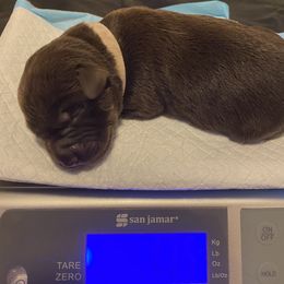 Dilute Retriever and Labrador Retriever Puppies from Moran’s Lab’s