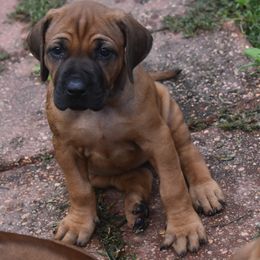 Ridgeless girl fushia collar - Rd whtn blk nose Rhodesian Ridgeback puppy in Broussard, Louisiana from Karamojo Ridgebacks, Quality over Quantity
