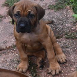 Ridgeless girl fushia collar - Rd whtn blk nose Rhodesian Ridgeback puppy in Broussard, Louisiana from Karamojo Ridgebacks, Quality over Quantity