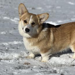 Sybil - Pembroke Welsh Corgi