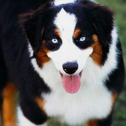 Topaz - Black tri-color female Australian Shepherd puppy in Austin, Texas from Sweetwater Australian Shepherds