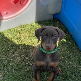 Doberman Pinscher Puppies from Jensen Dobermans