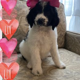 Goldendoodle Puppies from C.P. Puppy Buddies