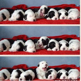 Olive - Old English Sheepdog