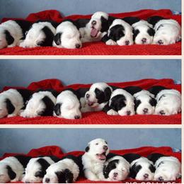Olive - Old English Sheepdog