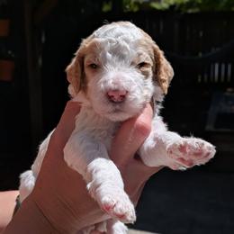 Grey Collar - Parti female Goldendoodle puppy in Olympia, Washington from Sinclairdoodles