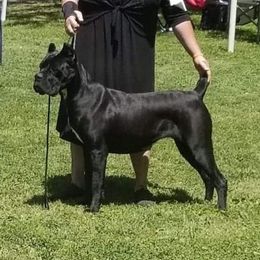 Ny - Cane Corso