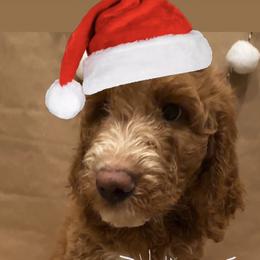 Goldendoodle Puppies from Dhalia’s Doodles