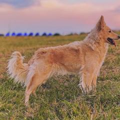 Mudi puppies from Selenite Mudi