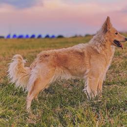 Mudi puppies from Selenite Mudi