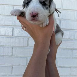 Sheepadoodle Puppies from Jonsies Pups