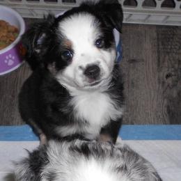 Diamond - Black tri female Miniature Australian Shepherd puppy in Town 'N' Country, Florida from House of Miniature Aussies