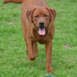 Labrador Retriever All Grown Up from Marquis Labradors