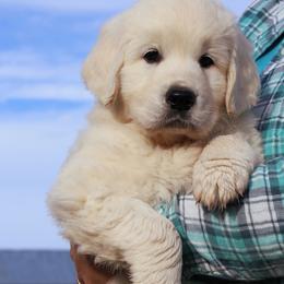 Golden Retriever Puppies from White Valley Goldens