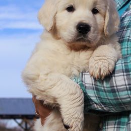 Golden Retriever Puppies from White Valley Goldens
