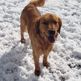 Leilani - Golden Retriever