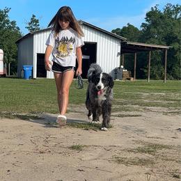 Buddy - Blue merle male Bernedoodle puppy in Youngstown, Florida from Wonderland’s Boujie Kennels
