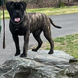 Atwater - Bullmastiff