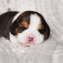 Lark - Black tan and white female Beagle puppy in Caldwell, Ohio from Folklore Kennel