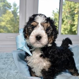 Bernedoodle and Goldendoodle Puppies from Above and Beyond Standards