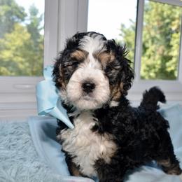 Bernedoodle and Goldendoodle Puppies from Above and Beyond Standards