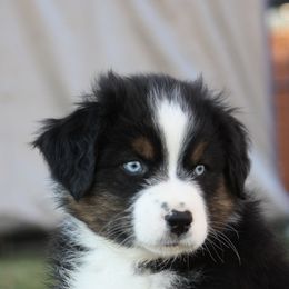 Australian Shepherd Puppies from Flying L Aussies