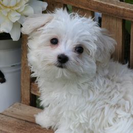 Maltese from Pupkin’s Maltese