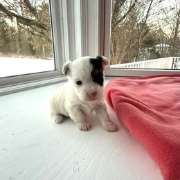 Carmella - Parti female Yorkshire Terrier puppy in Nesbit, Mississippi from Bluff City Yorkies