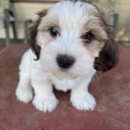 Companion Cross Puppies from V & V Kennels