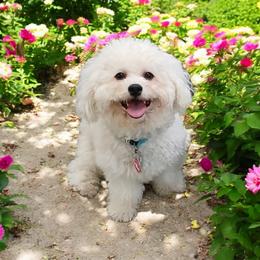 Hope - Havanese