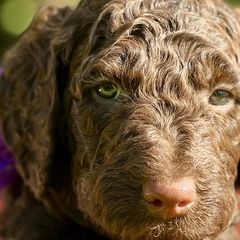 Chrysanthemum - Double Doodle puppy in Bonita Springs, Florida from Doodle Den SWFL
