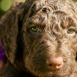 Chrysanthemum - Double Doodle puppy in Bonita Springs, Florida from Doodle Den SWFL