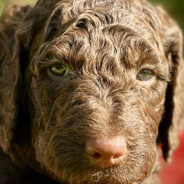 Chrysanthemum - Double Doodle puppy in Bonita Springs, Florida from Doodle Den SWFL