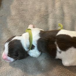 Oliver - Liver white and tan male English Springer Spaniel puppy in Phoenix, Arizona from Desert Shadow Springers