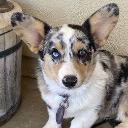 Pembroke Welsh Corgis from Idaho Lane Doodles