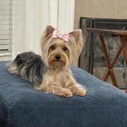 Kali - Yorkshire Terrier